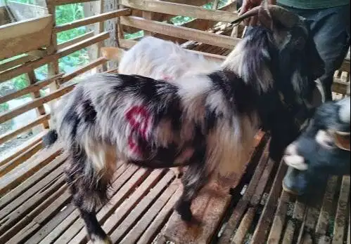 3 ekor kambing hias 25-30 kilo jantan hewan kurban exotik unik manteb
