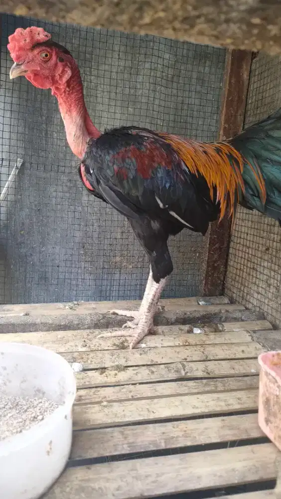 Ayam saigonjantan dewasa siapan