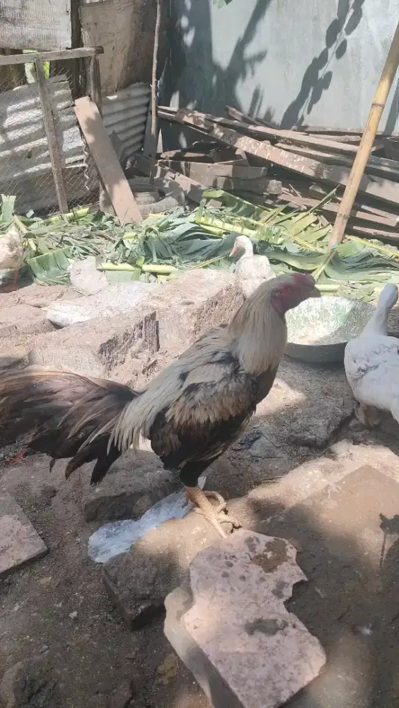 Ayam shamo x ekor lidi