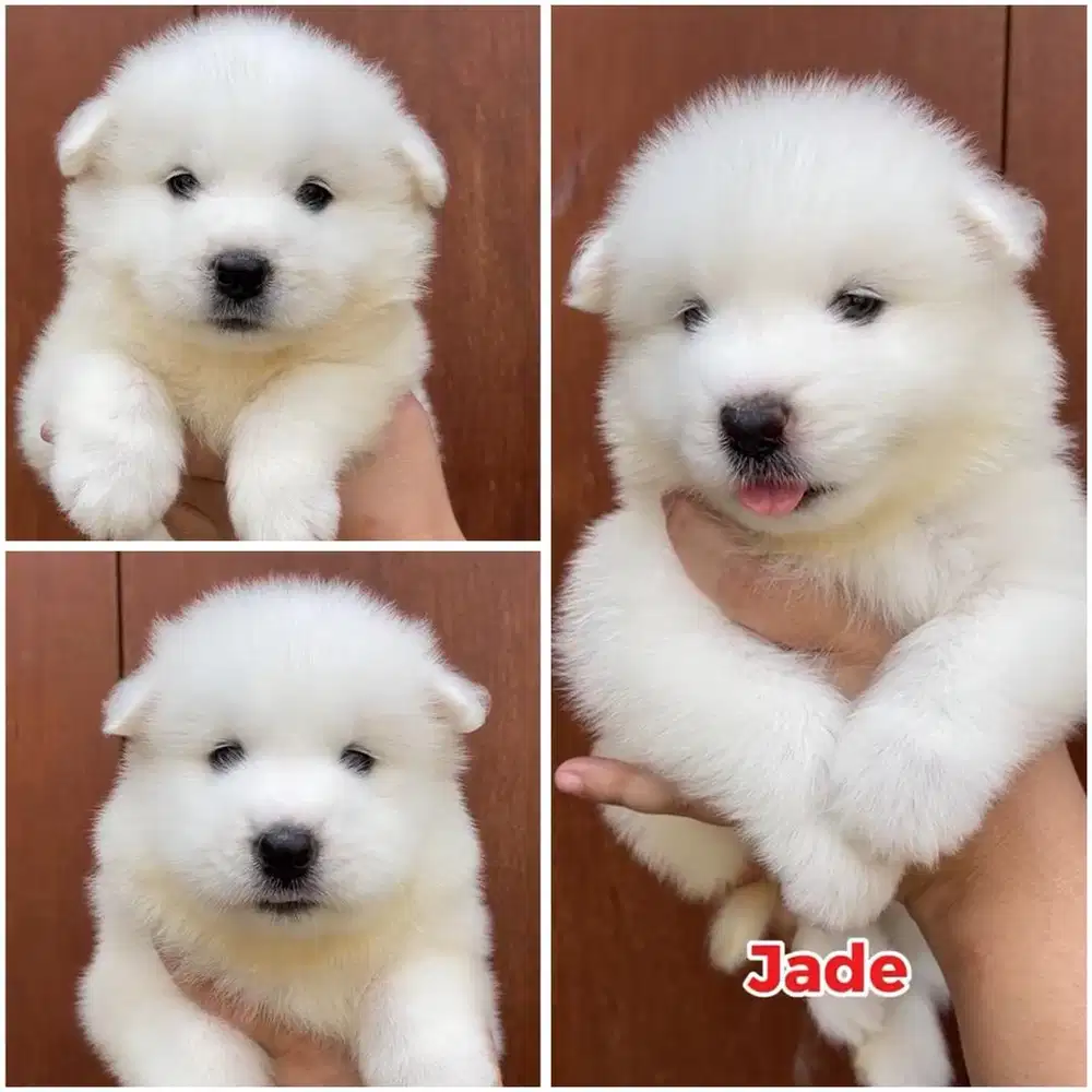 Samoyed puppy jantan & betina stambum