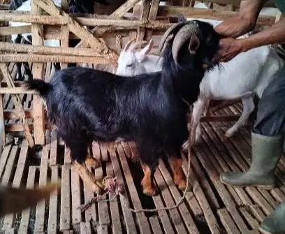 3 ekor kambing jantan hias 25-30kiloan siap qurban exotik 1-2 tahunan