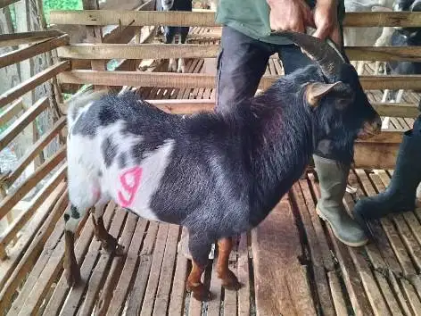 3 ekor kambing jantan hias 25-30kiloan siap qurban exotik 1-2 tahunan