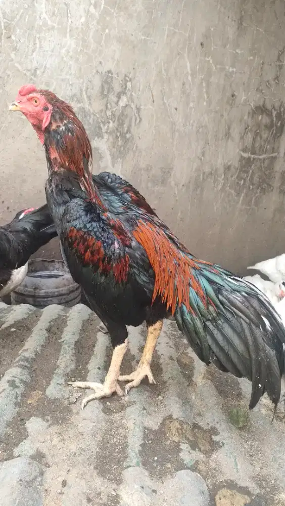 Ayam Bangkok masih muda