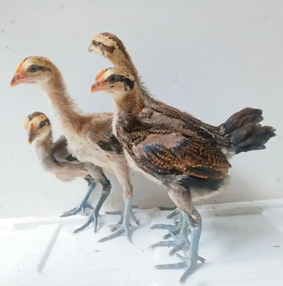 AYAM PELUNG ANAKAN