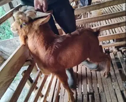 3 ekor kambing jantan hias 25-30kiloan siap kambing qurban exotik unik
