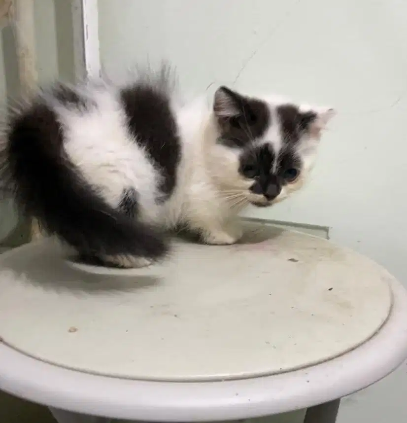 Kucing muchkin harleeq