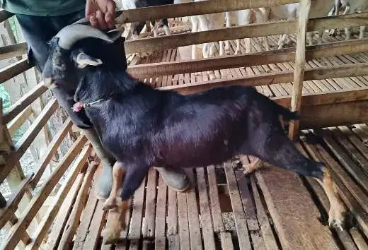 3 ekor kambing jantan hias 25-30kiloan hewan kurban unik exotik manteb