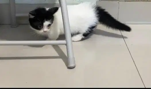 Kucing muchkin jantan