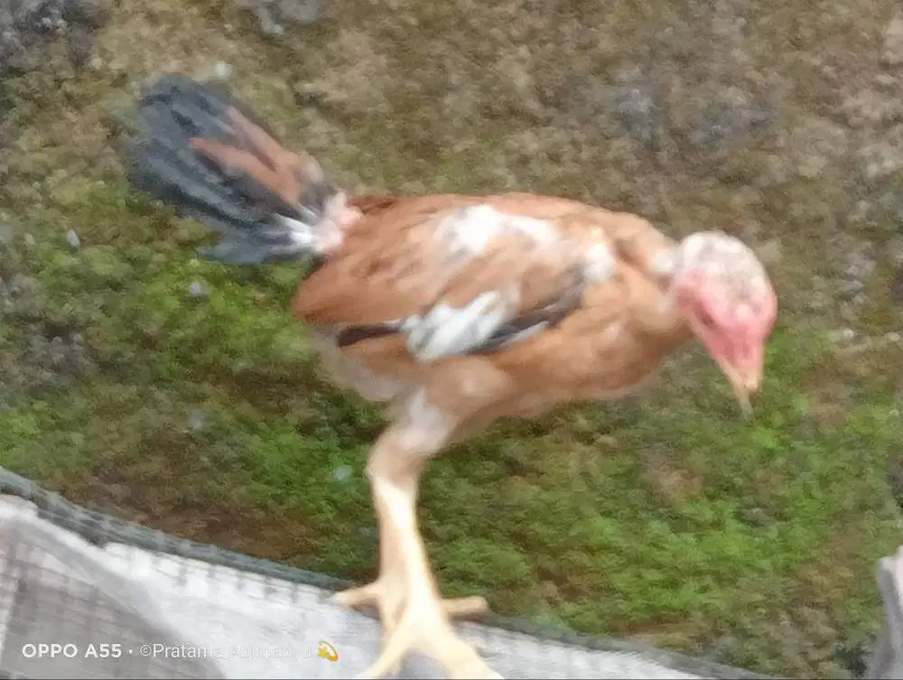 Ayam Bangkok Purworejo