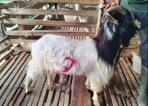 3 ekor kambing hias jantan 25-30kiloan siap qurban exotik unik rawatan
