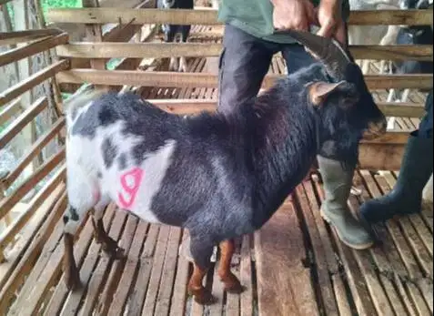3 ekor kambing hias jantan 25-30kiloan siap qurban exotik unik rawatan