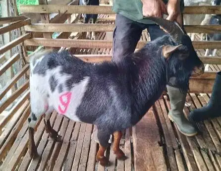 3 ekor kambing jantan hias 25-30kiloan siap kurban exotik unik rawatan