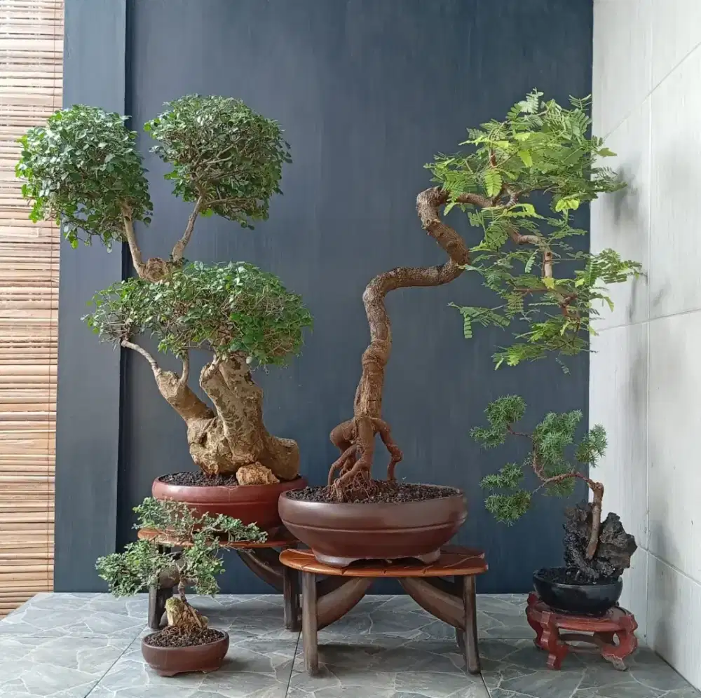 Bonsai tua cantik ada 4 pohon