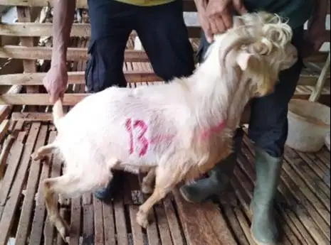 3 ekor kambing jantan hias 25-30kiloan siap kurban exotik unik 1-2 thn