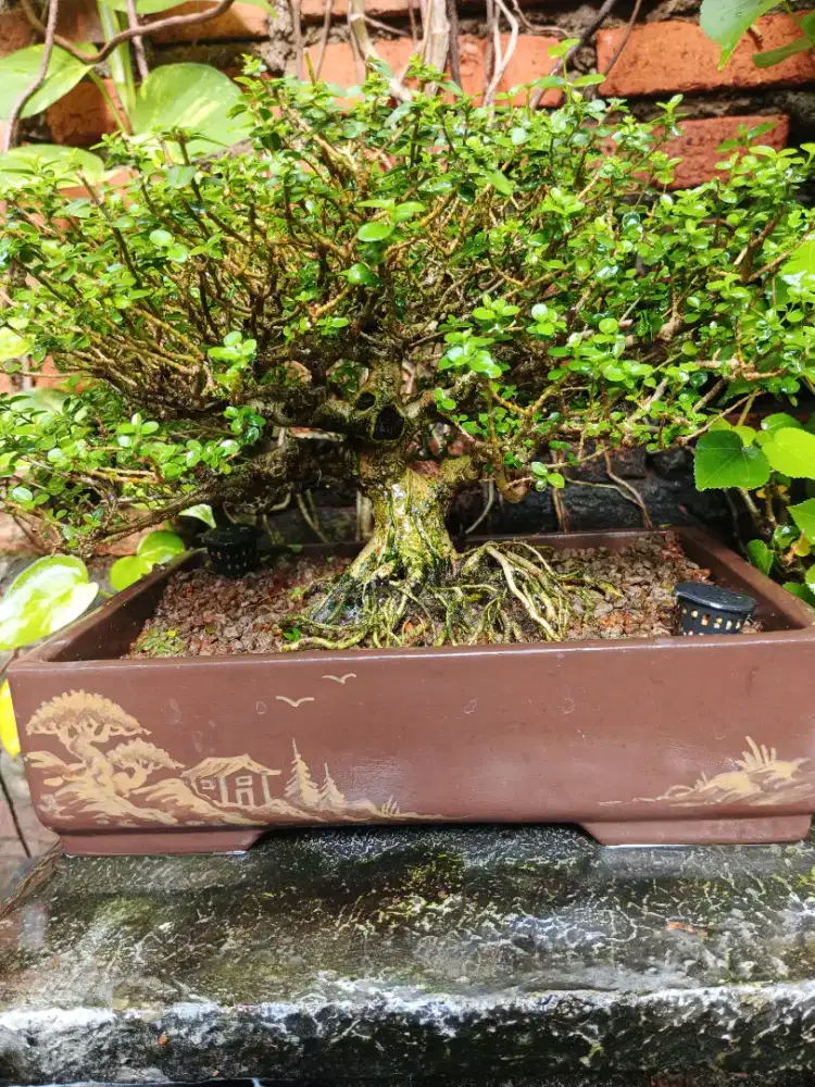 Bonsai Sancang / premna microphylla