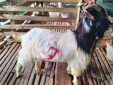 3 ekor kambing jantan hias 25-30kiloan siap kurban exotik unik 1-2 thn