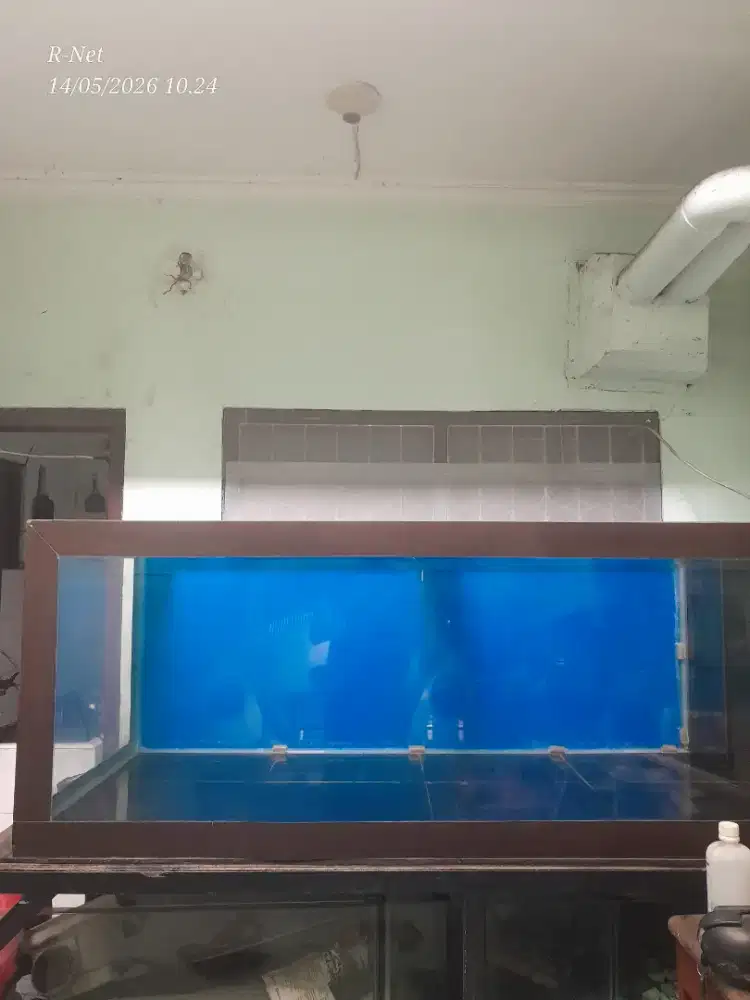 Akuarium besar ikan arwarna