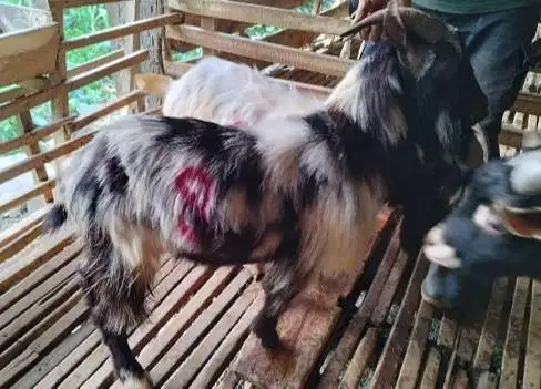 3 ekor kambing hias 25-30kiloan siap kambing qurban jantan exotik unik