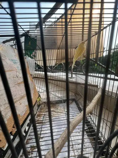 Kenari Kuning paud dan sehat  burja