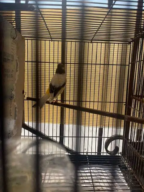 Burung kenari bond kuning cerah