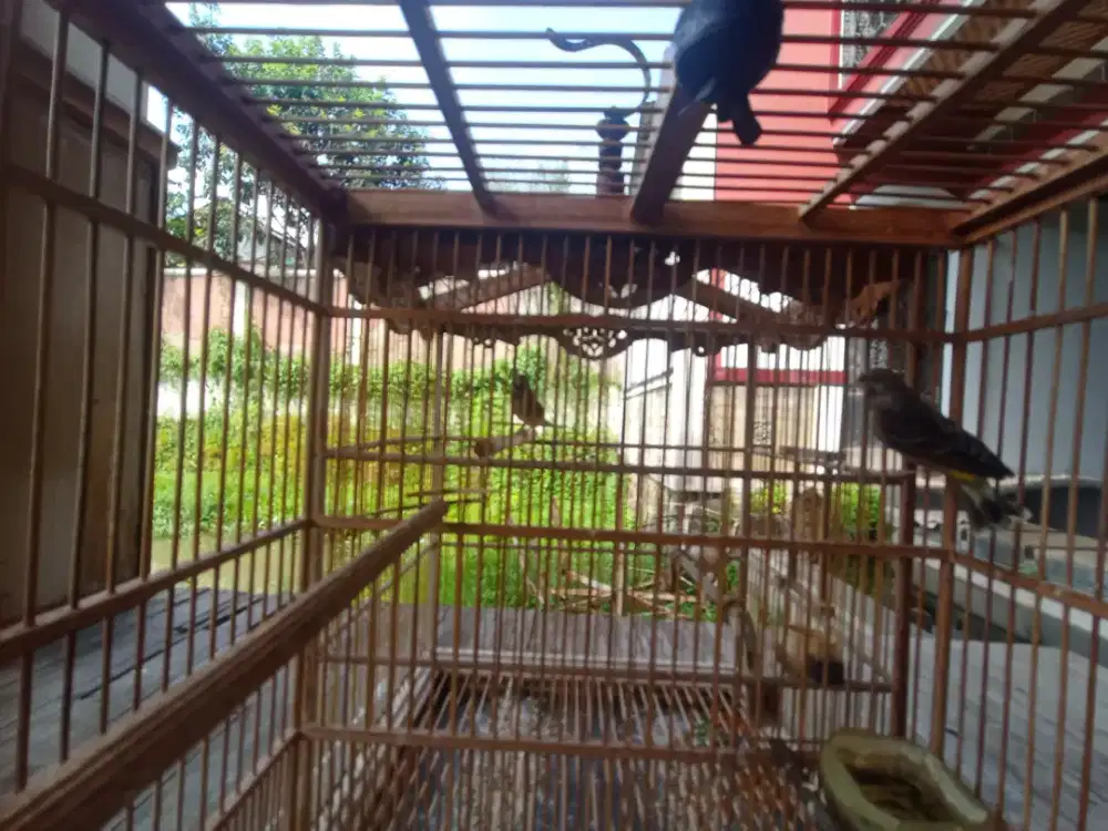 BURUNG BLACKTHROAT JODOAN SUDAH PRODUKSI 3 KALI