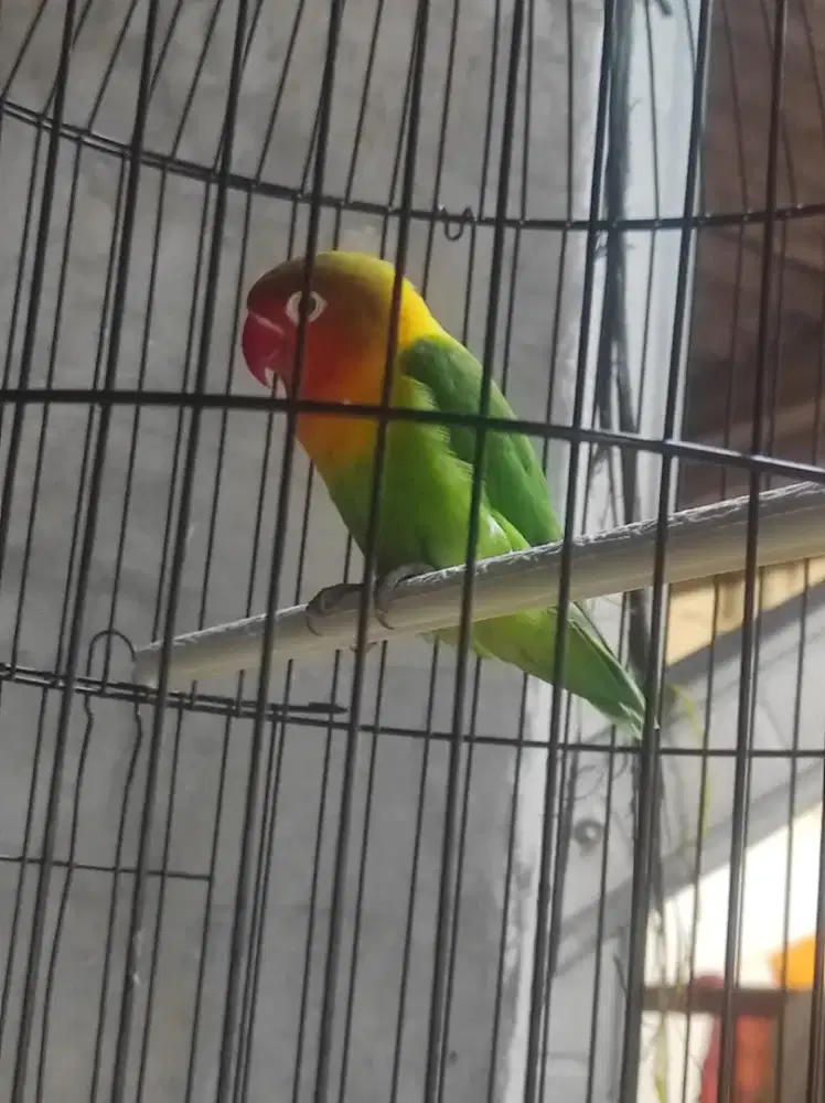 Love bird  muda rajin bunyi
