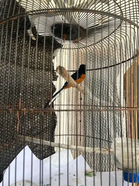 Burung Murai MH jantan bunyi bulu mulus (bajak laut)
