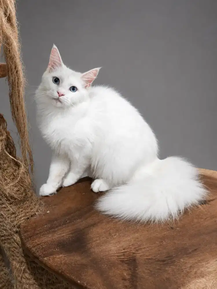 Kucing maine coon / kitten mainecoon / mc / mco / pedigree / pedd