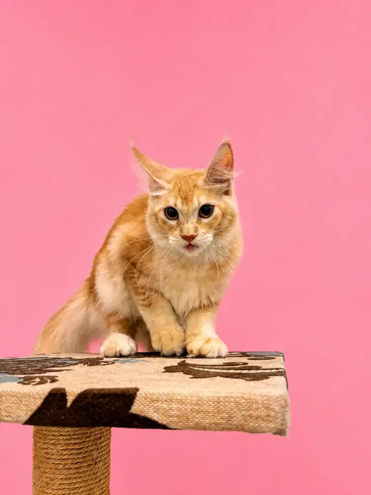 Kucing maine coon / kitten mainecoon / mc / mco / pedigree / pedd
