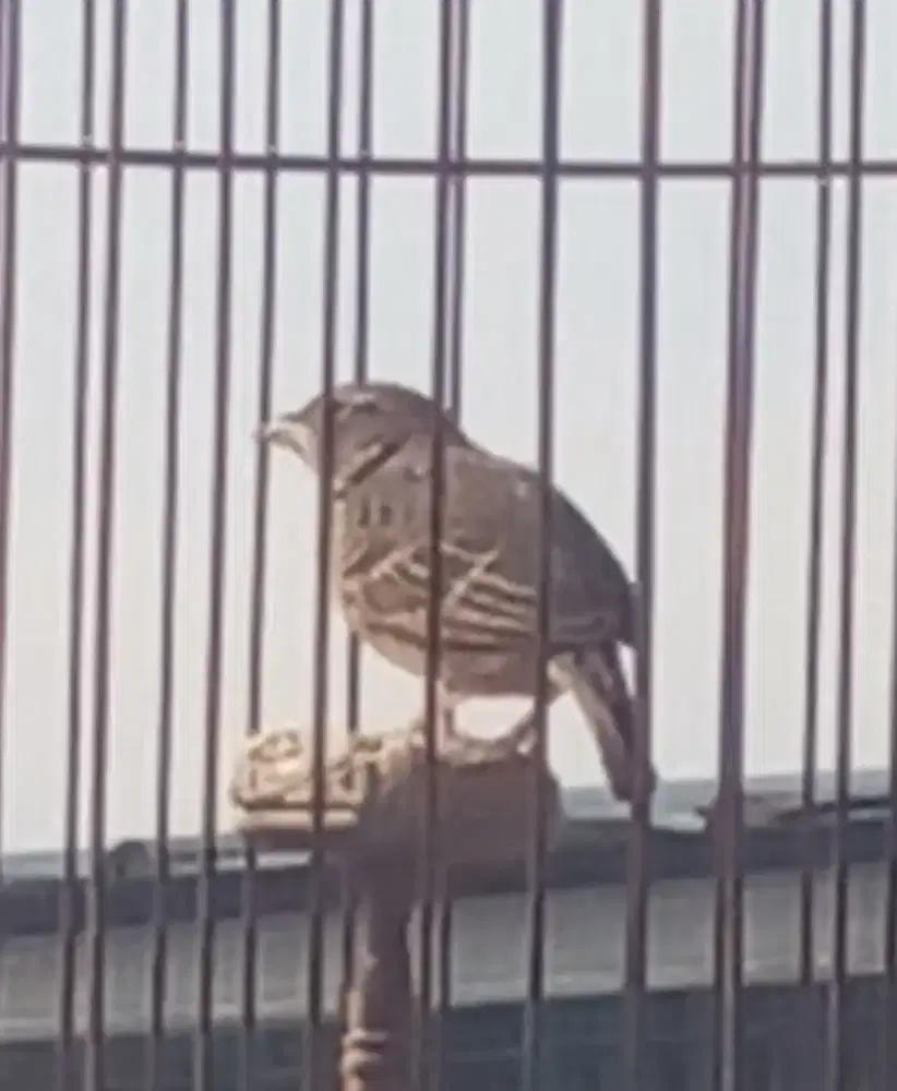 Burung branjangan