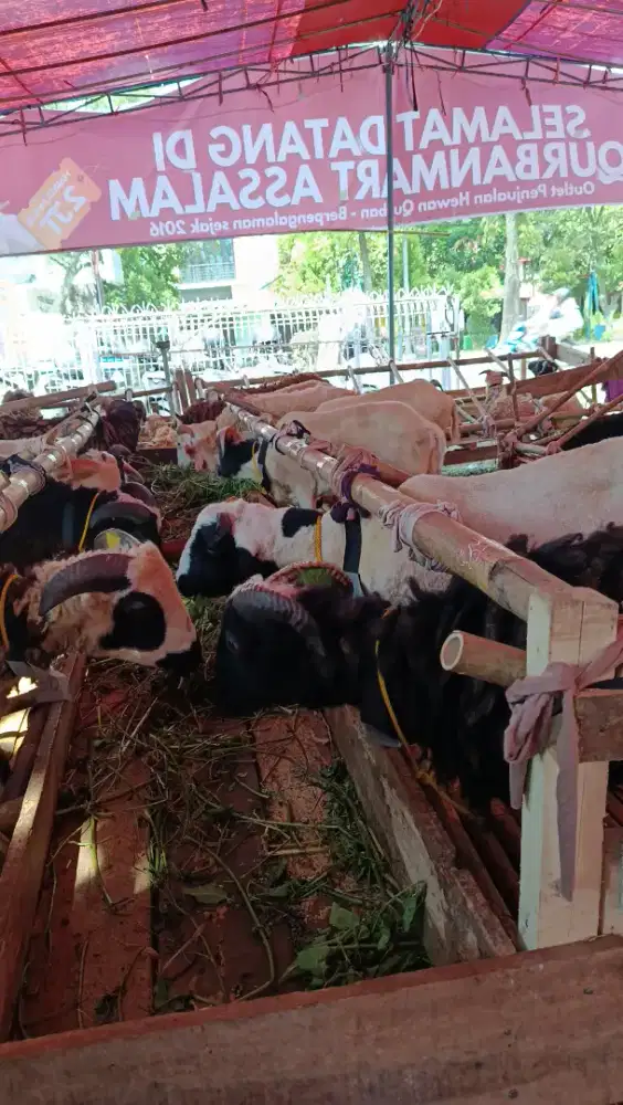 DOMBA QURBAN 2026 SEHAT