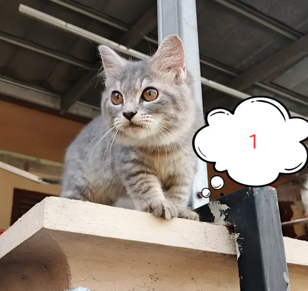 Adopsi anakan kucing ras campuran ras maine coon dna persia medium