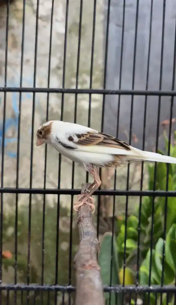 Kenari F1sf x F1 giboso