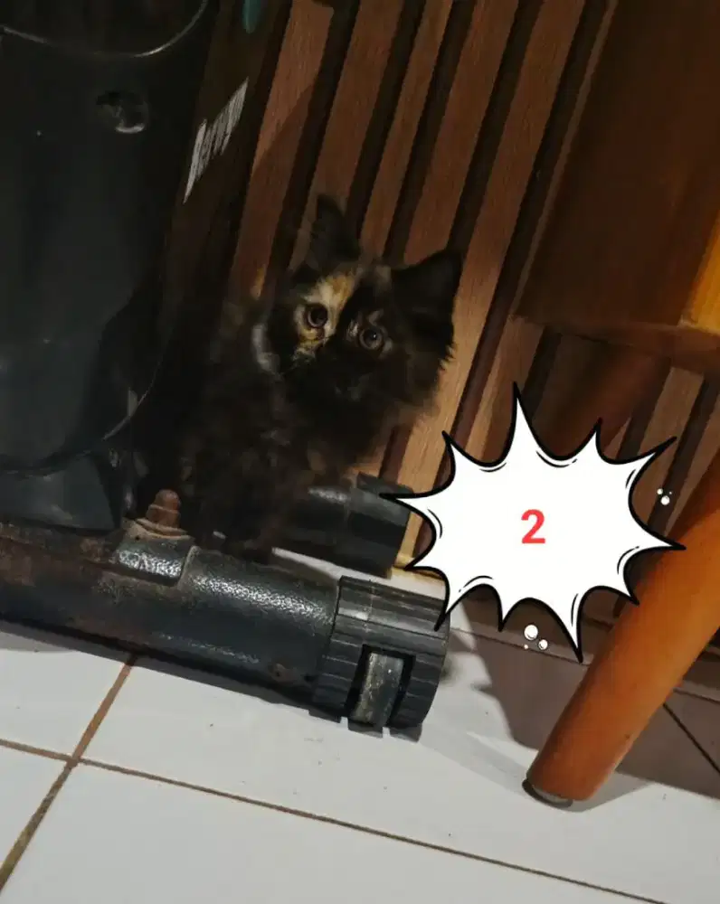 Adopsi anakan kucing ras campuran ras maine coon dna persia medium