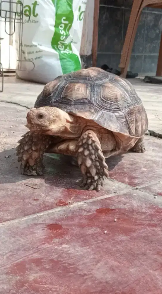 Ada Sulcata Kura Kura Darat 25 - 27 cm Sehat Aktif Rakus Murah