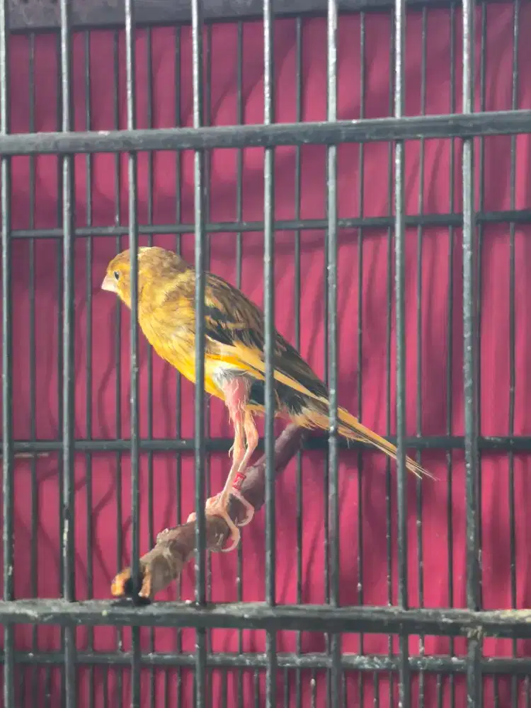 Kenari 2 ekor Crosbreed