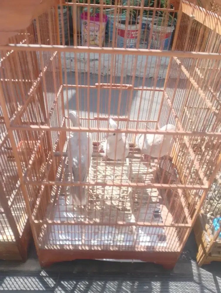 Anakan puter PP x puter jambul blorok