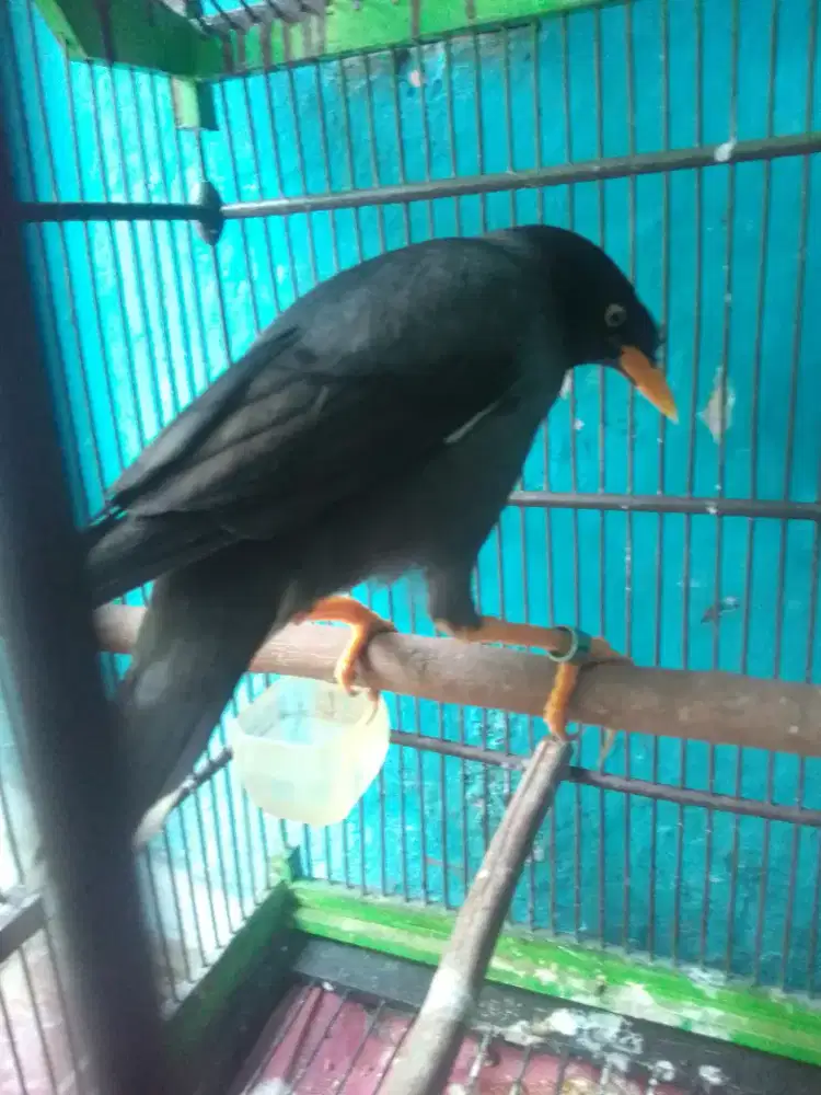 JALAK KEBO SUOER GACOR MATA KUNING POSTUR GEDE SUARA VARIASI DAN KERAS