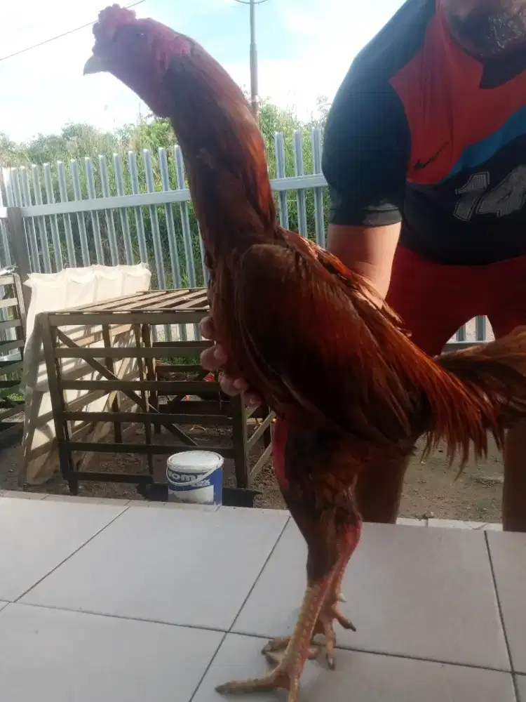 Birkok Wangkas ukur 4