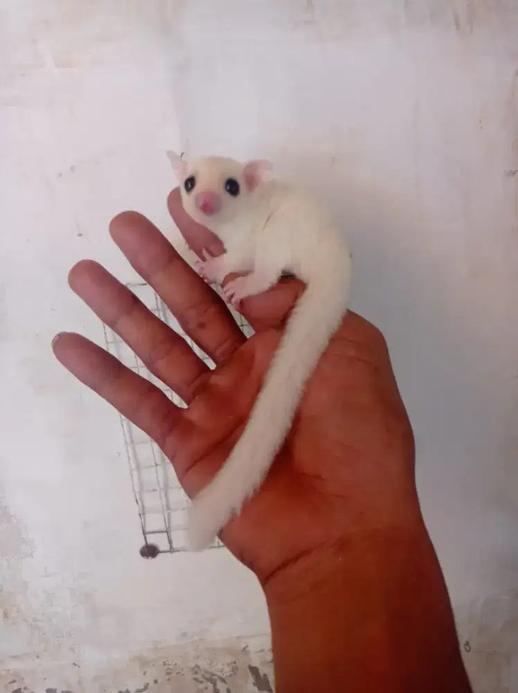 Sugar glider leucistic