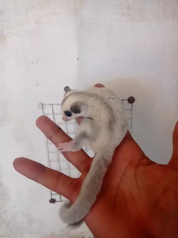 Sugar glider platinum