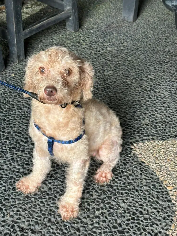 DIJUAL POODLE USIA 2 th STB VAKSIN nego