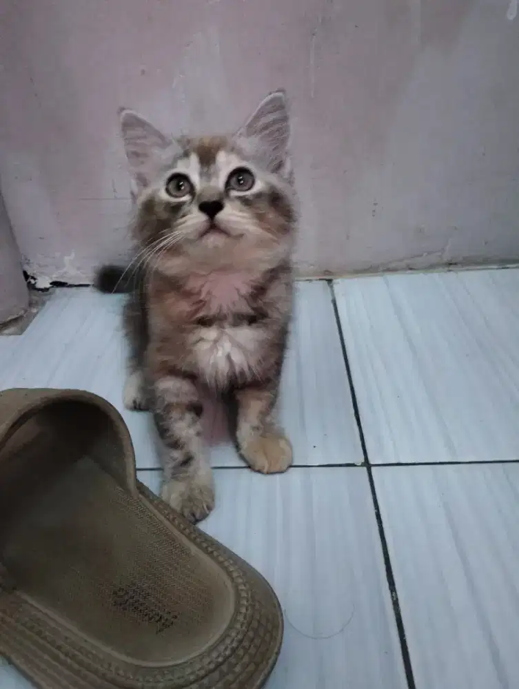 Kitten Persia BETINA