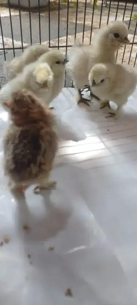 Anak ayam amerika silky