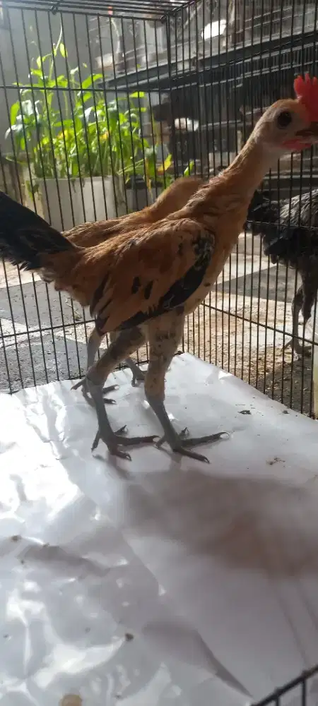 Ayam MGB modren game bantam sepasang