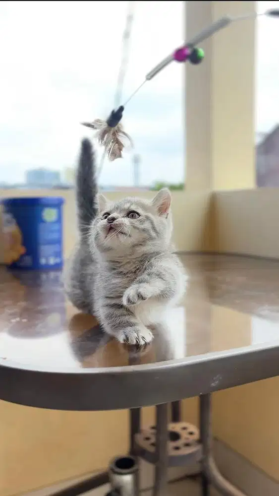BSH MUNCHKIN (CEBOL)