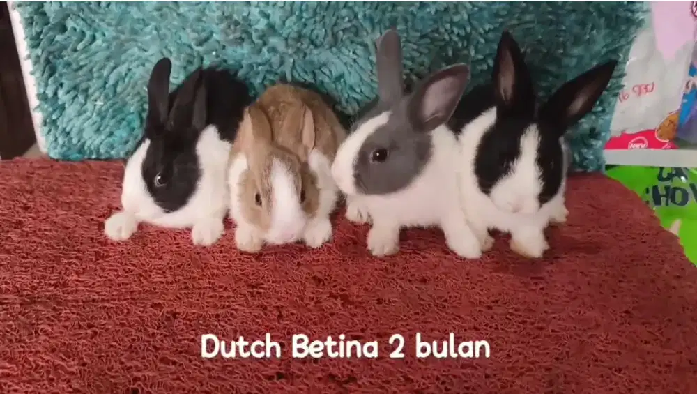 Anakan Kelinci Dutch usia 2 Bulan