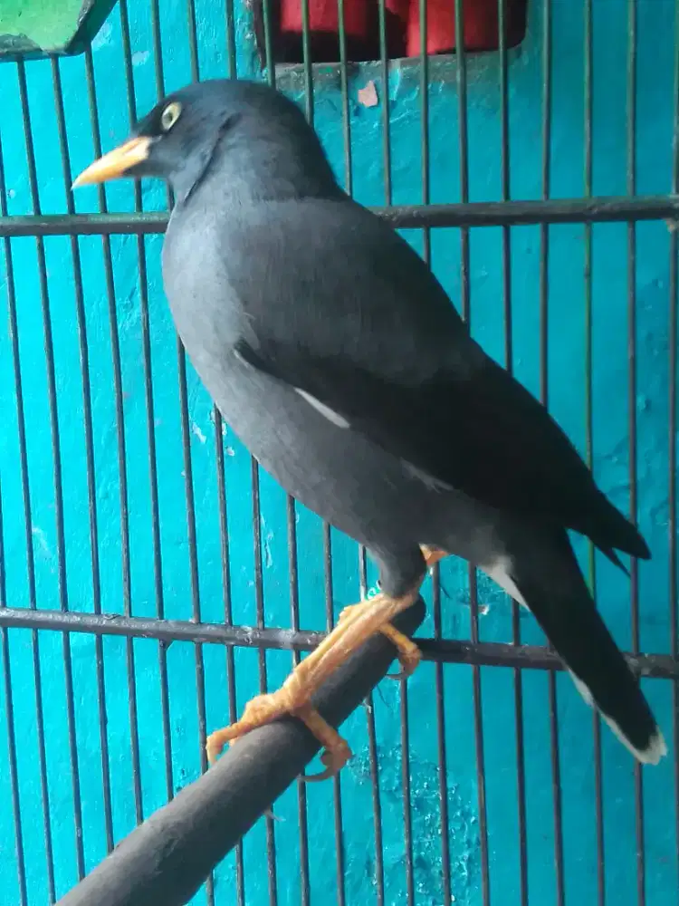 JALBO MATA KUNING SUPER GACOR SUARA VARIASI KERAS 350 FULSET NO KRODNG