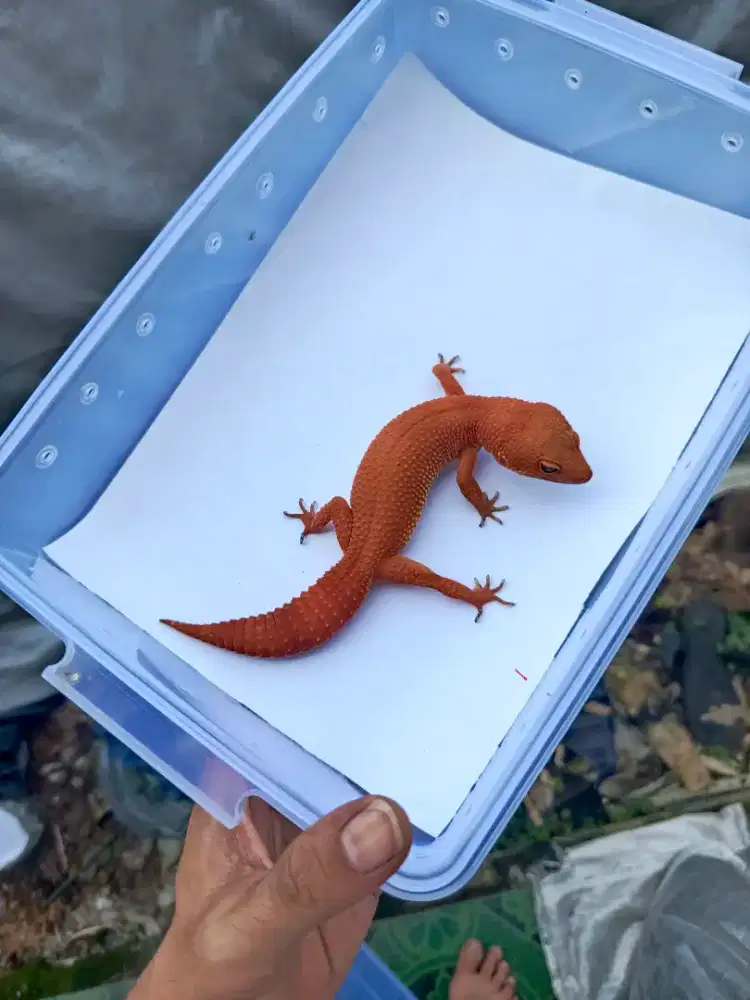 Leopard Gecko SHTCTB OVUL