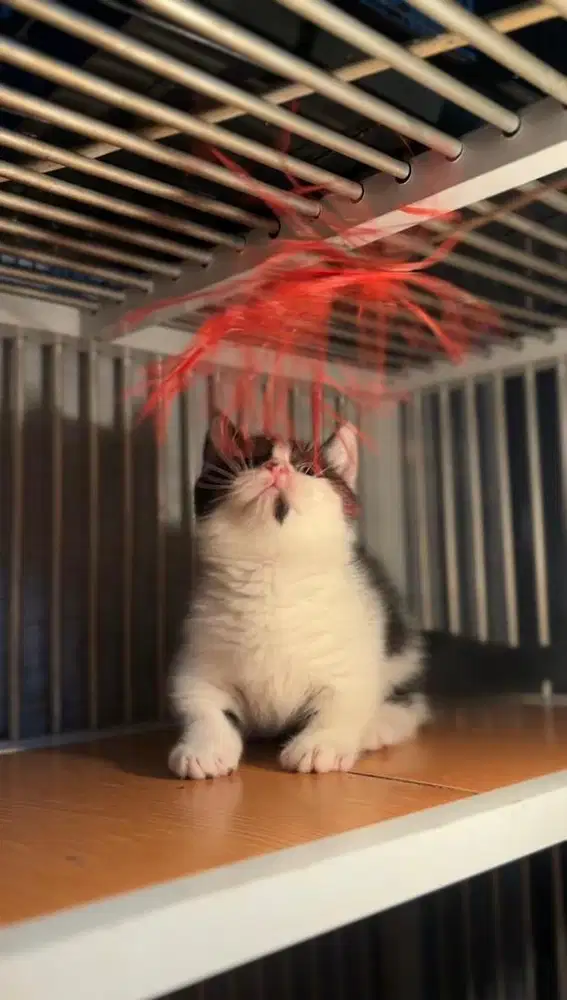 KUCING MUNCHKIN